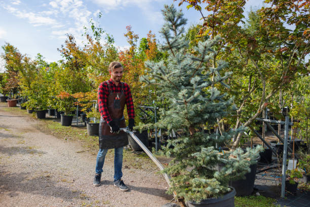 Best Best Tree Removal Services  in Ashland, AL